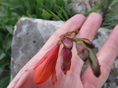 Tritonia disticha