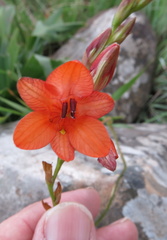 Tritonia disticha