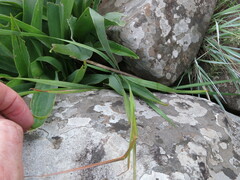 Tritonia disticha