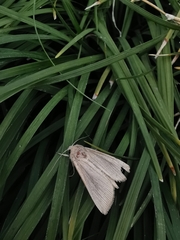 Mythimna
