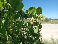 Lycium boerhaviifolium