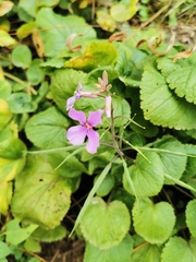Orychophragmus violaceus