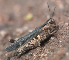 Omocestus raymondi