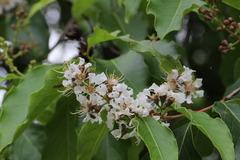 Lagerstroemia fordii