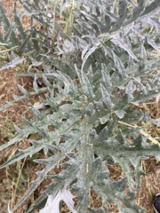 Cynara
