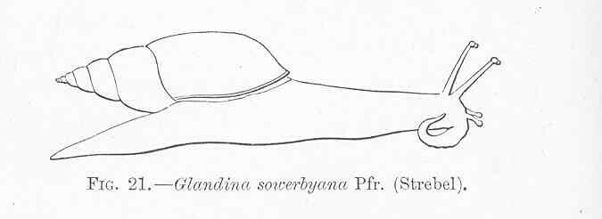 Euglandina sowerbyana