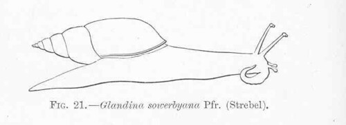 Euglandina sowerbyana