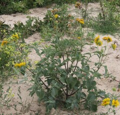 Verbesina encelioides