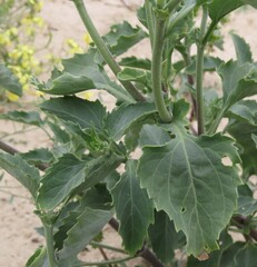 Verbesina encelioides