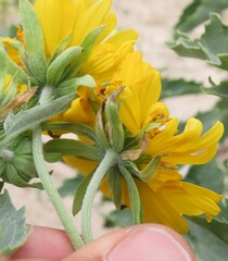 Verbesina encelioides