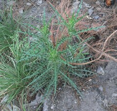 Cirsium wheeleri