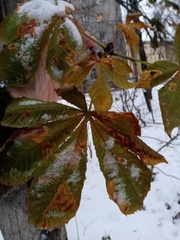 Aesculus hippocastanum