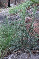Cirsium wheeleri