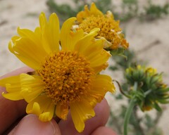 Verbesina encelioides