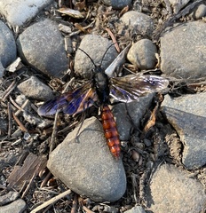 Elaphroptera