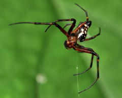 Leucauge medjensis