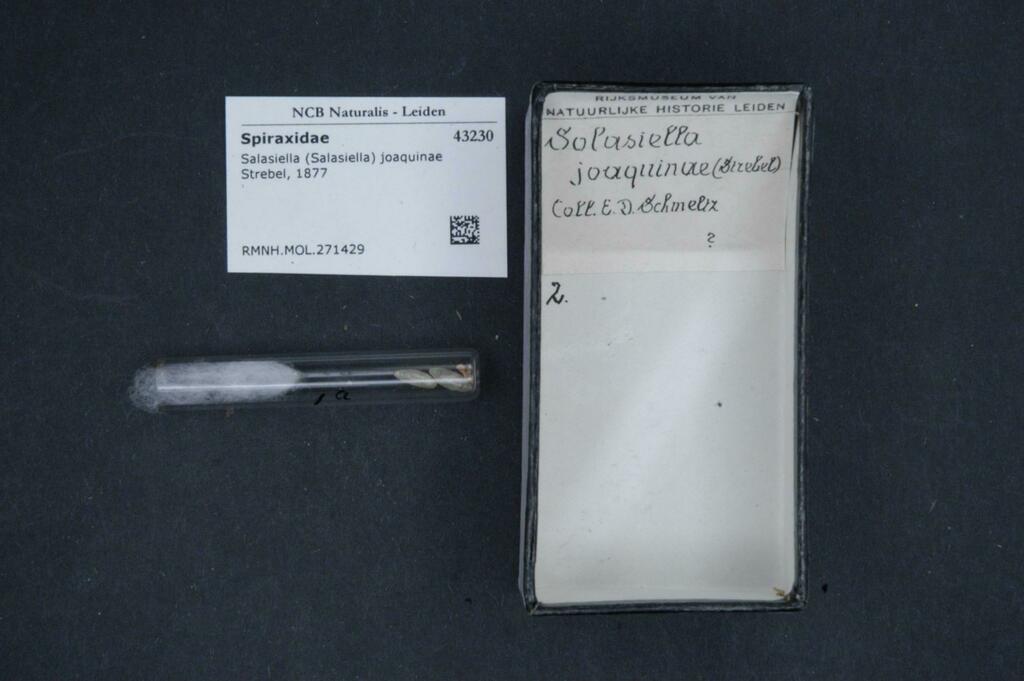 Streptostylinae