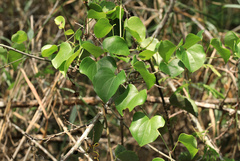 Dioscorea cotinifolia