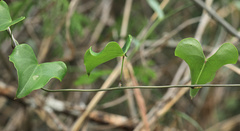Dioscorea cotinifolia