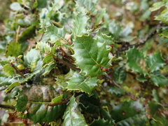 Quercus spinosa