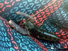 Alpheus novaezealandiae