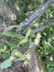 Tilia dasystyla caucasica