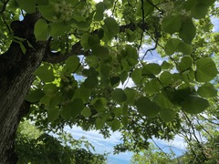 Tilia dasystyla caucasica