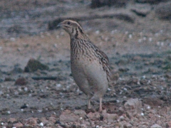 Coturnix coturnix