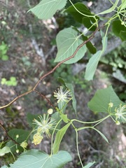 Tilia dasystyla caucasica