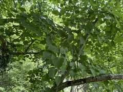 Tilia dasystyla caucasica