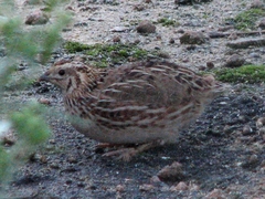 Coturnix coturnix