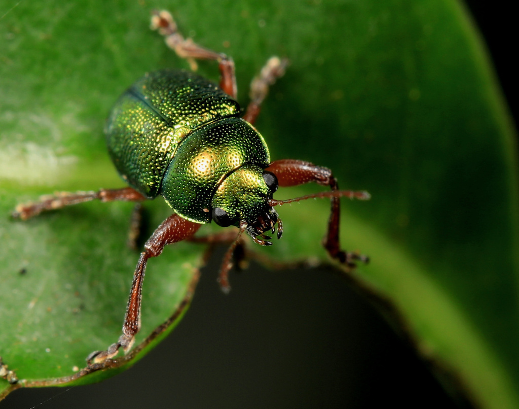 Colasposoma tarsale
