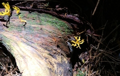 Calocera cornea