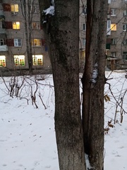 Aesculus hippocastanum