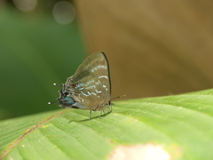 Parrhasius selika