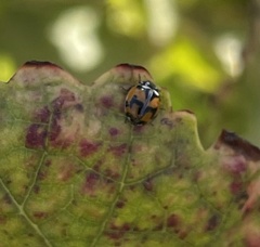 Adalia angulifera