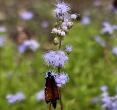 Conoclinium dissectum