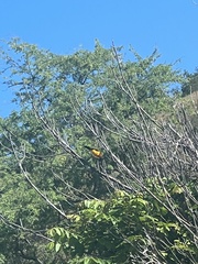 Icterus icterus