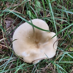 Ampulloclitocybe clavipes