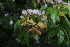 Crateva unilocularis