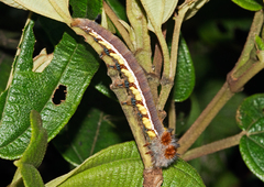 Borocera cajani