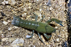 Cherax destructor