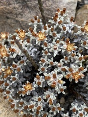 Helichrysum zwartbergense