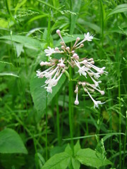 Valeriana pauciflora