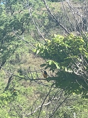 Icterus icterus