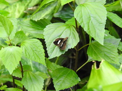 Notocrypta paralysos