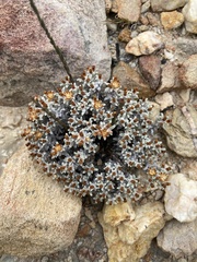 Helichrysum zwartbergense