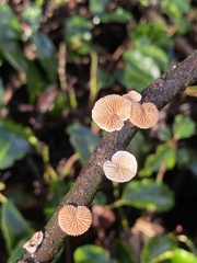 Deconica horizontalis