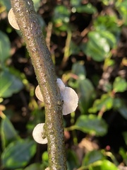 Deconica horizontalis