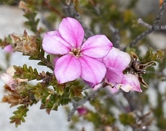 Acmadenia tetragona